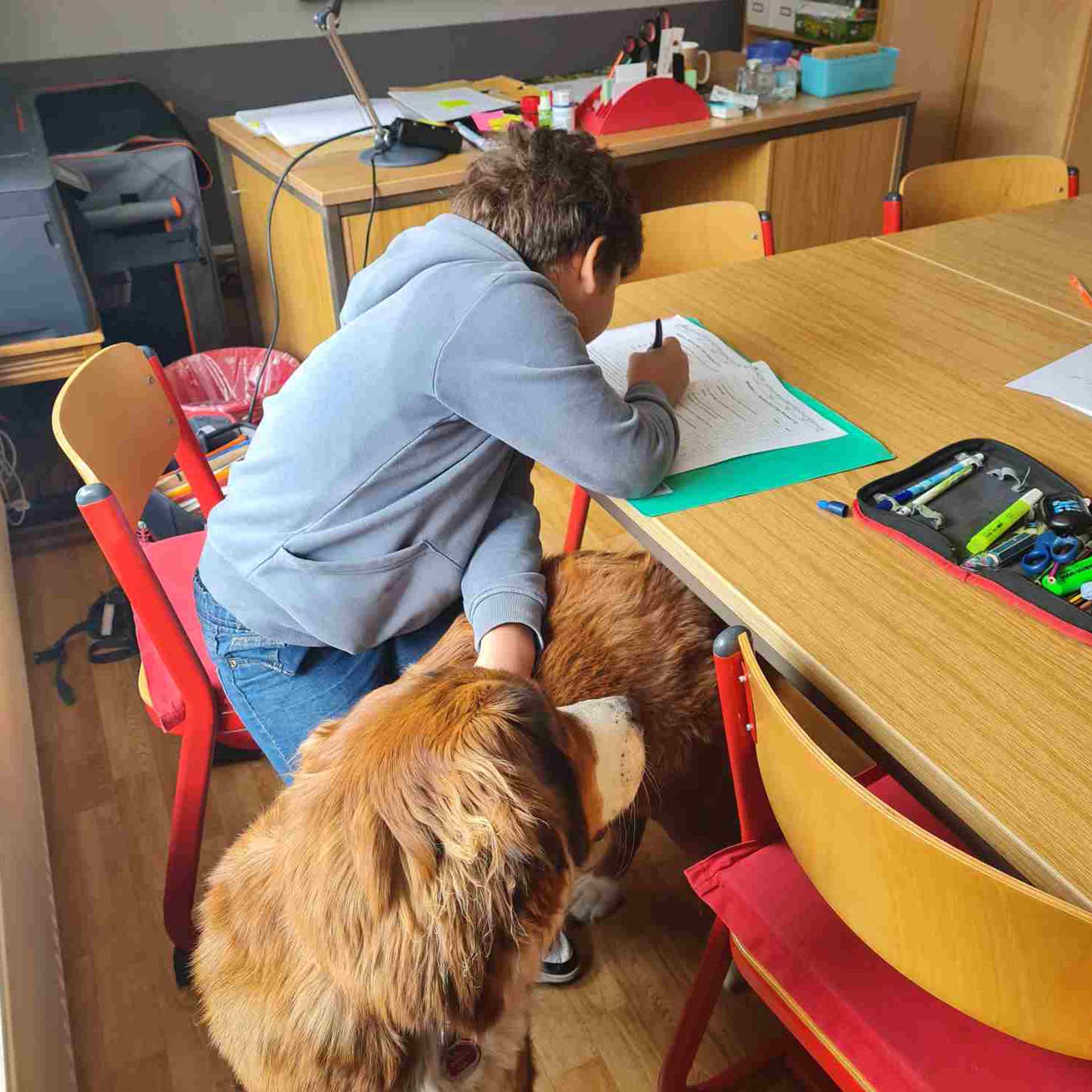 nachhilfe hund